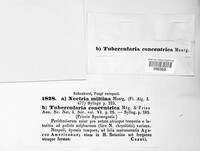 Image of Tubercularia concentrica